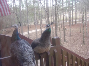 Picture of peafowl on our deck taken February 5, 2005